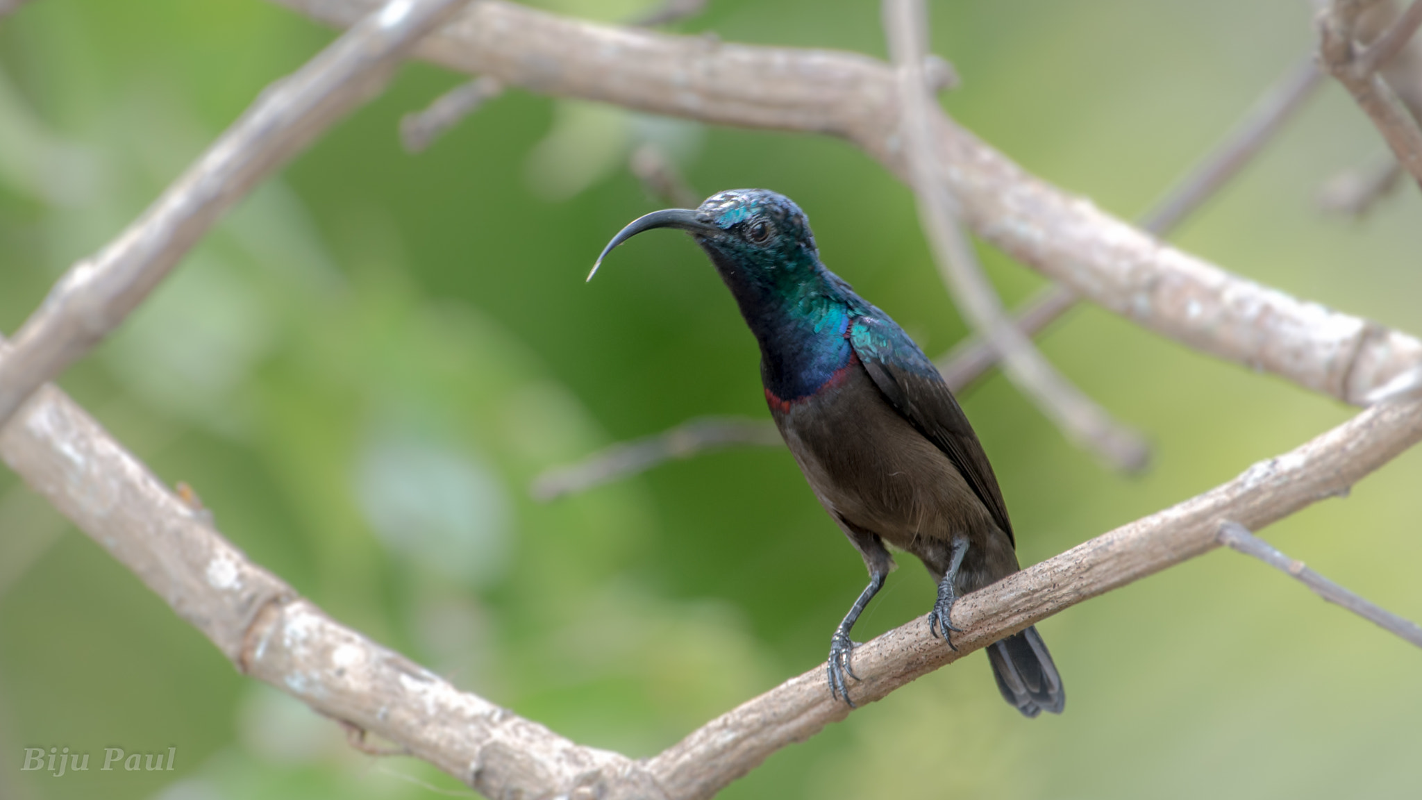 Nikon AF-S Nikkor 200-500mm F5.6E ED VR sample photo. Purple sunbird (male) photography