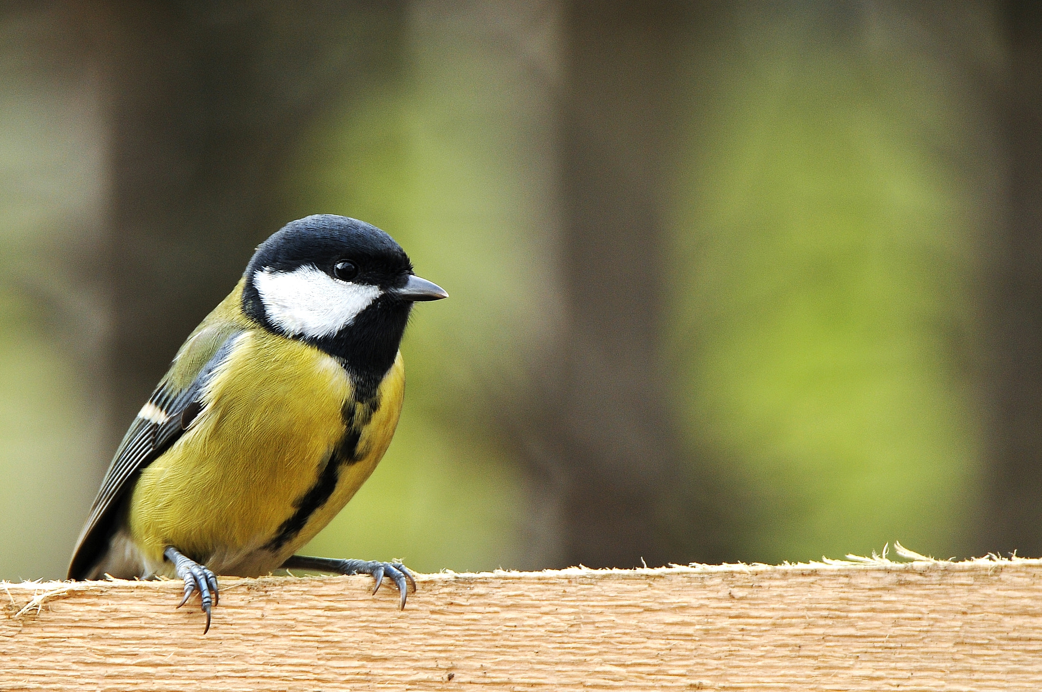 Nikon D300 sample photo. Didžioji zylė (lot. parus major, angl. great tit, vok. kohlmeise photography
