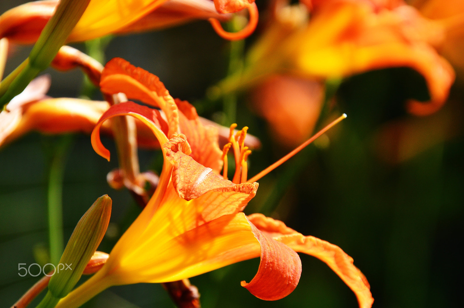 Nikon D3200 sample photo. Orange lily photography