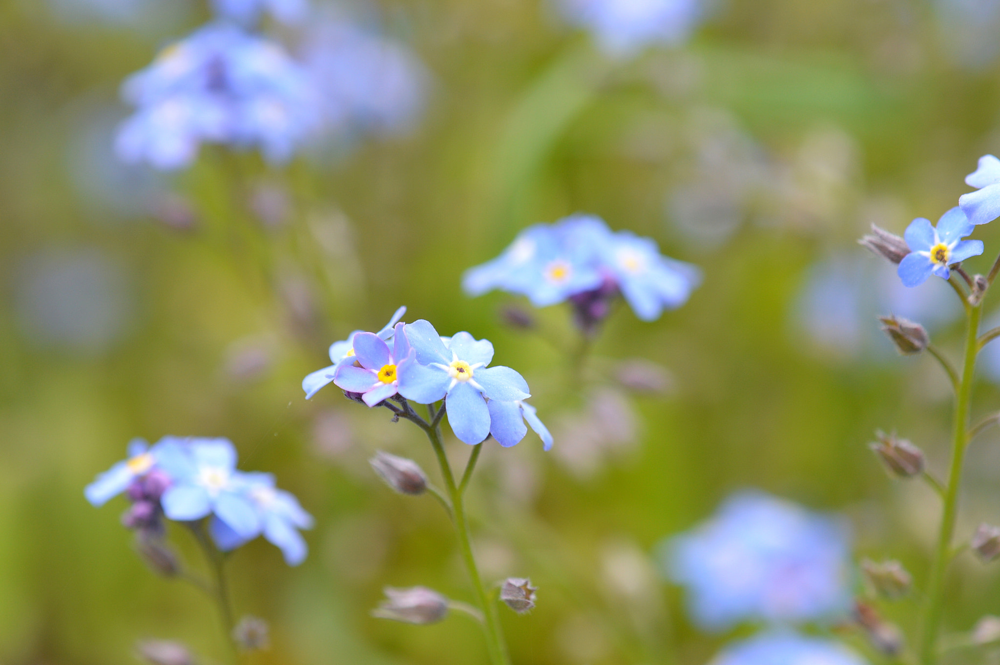 Nikon AF-S DX Micro-Nikkor 85mm F3.5G ED VR sample photo. Myosotis photography