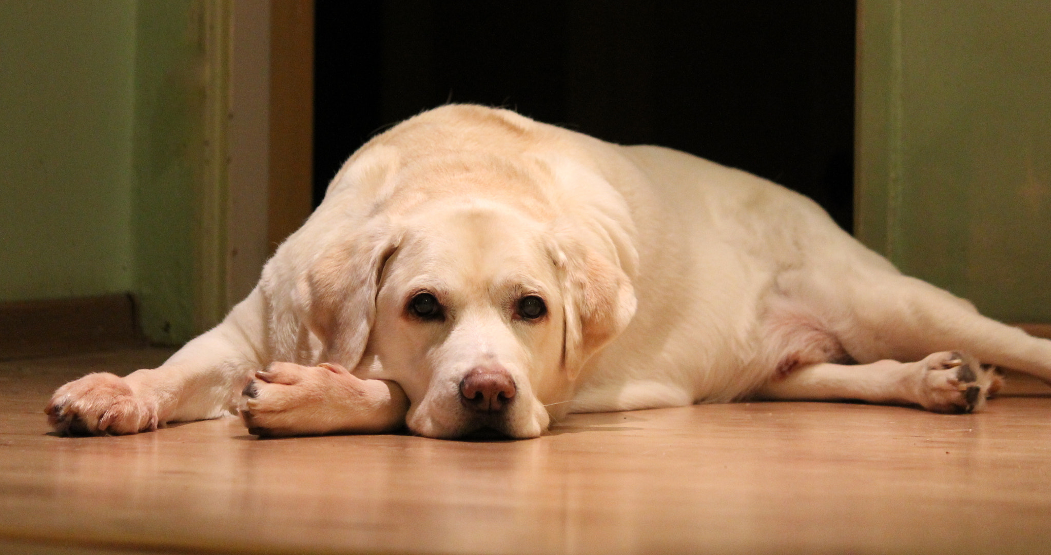 Canon EF-S 55-250mm F4-5.6 IS sample photo. My best friend photography