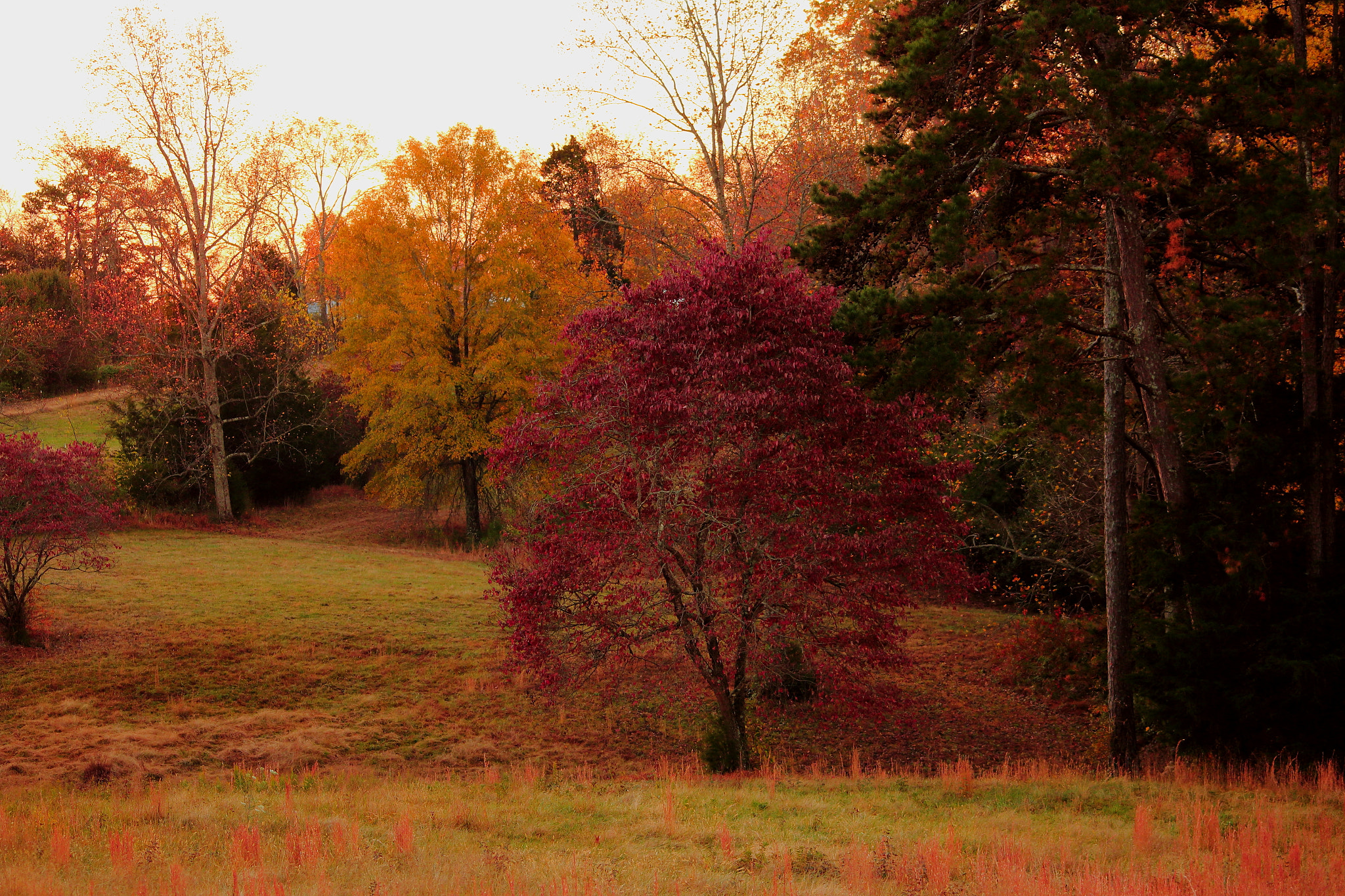 Canon EOS 1200D (EOS Rebel T5 / EOS Kiss X70 / EOS Hi) sample photo. Autumn colors photography