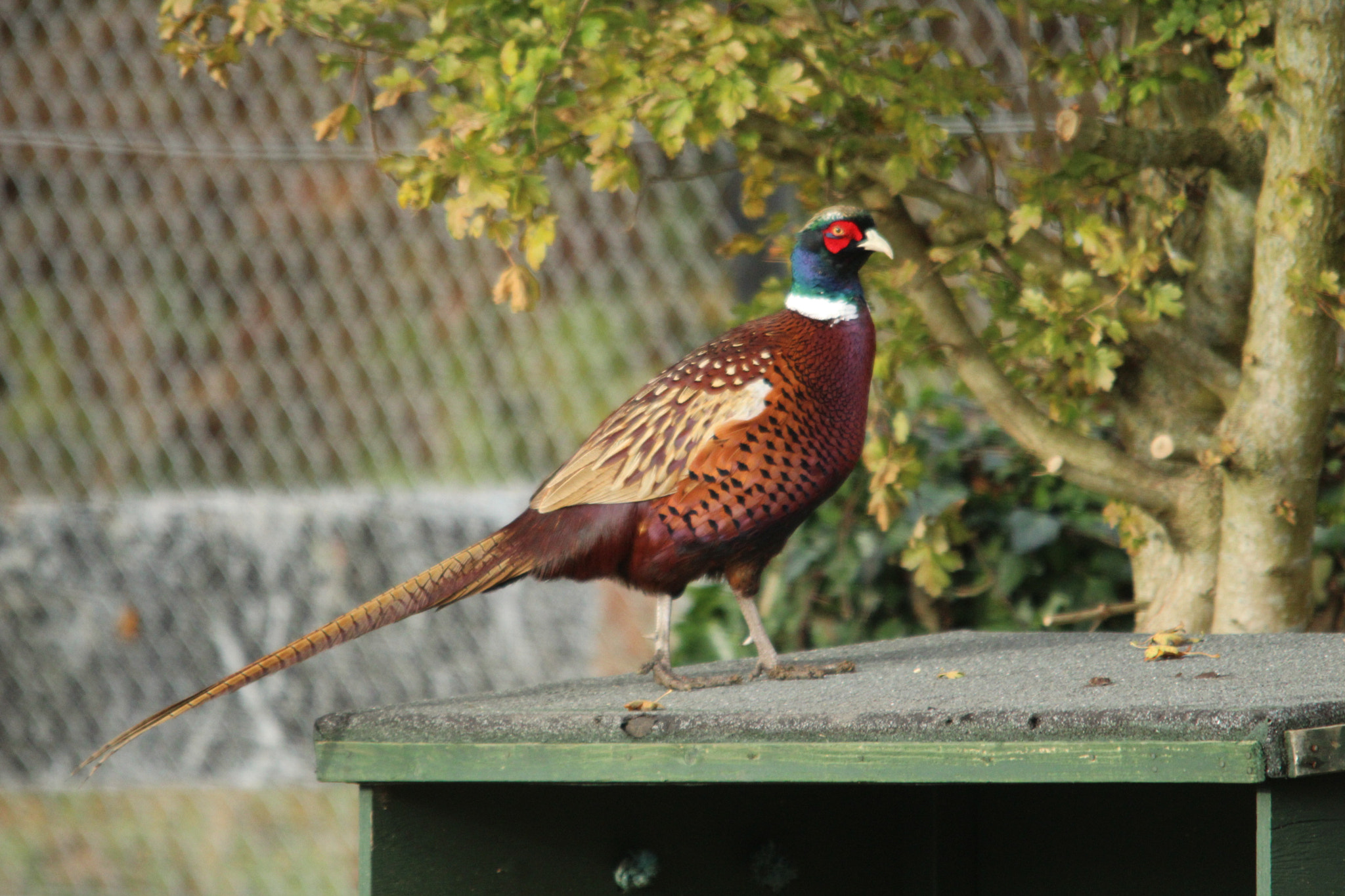 Sigma 150-500mm F5-6.3 DG OS HSM sample photo. Img photography