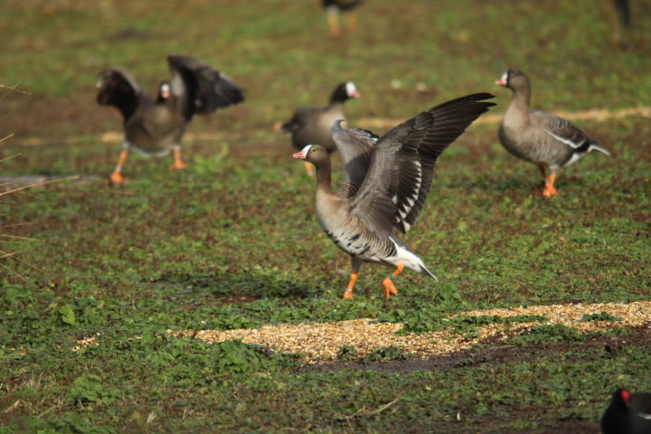 Sigma 150-500mm F5-6.3 DG OS HSM sample photo. Img photography