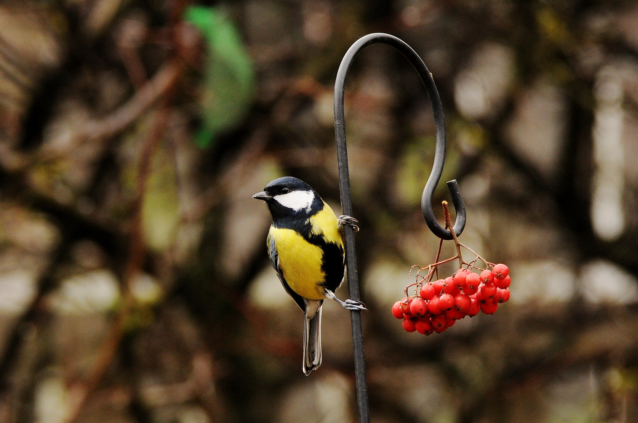 Nikon D300 sample photo. Didžioji zylė (lot. parus major, angl. great tit, vok. kohlmeise photography