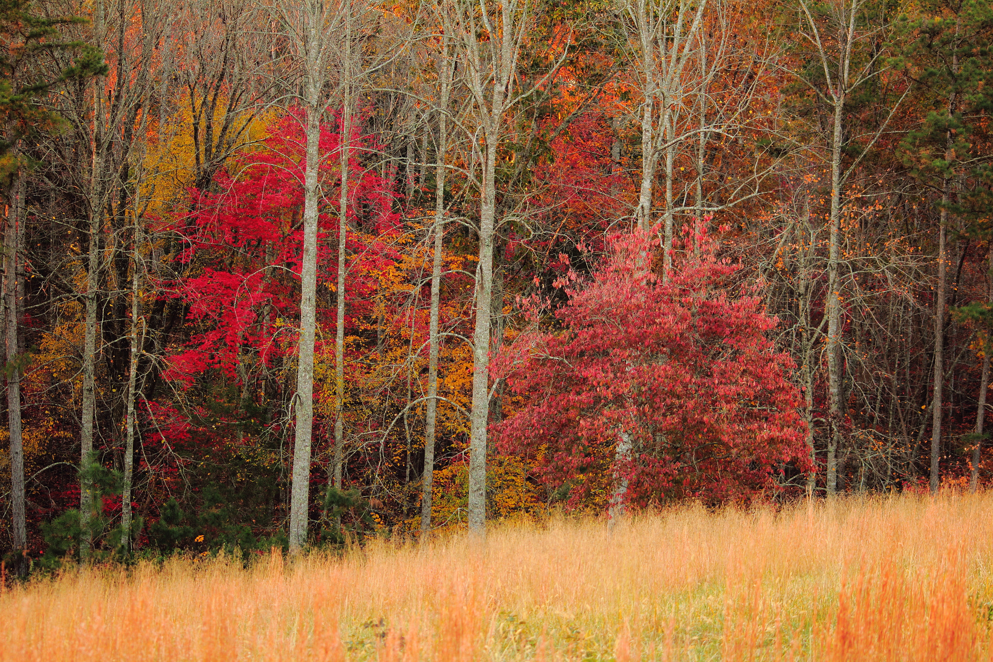 Canon EOS 1200D (EOS Rebel T5 / EOS Kiss X70 / EOS Hi) sample photo. Tennessee autumn photography