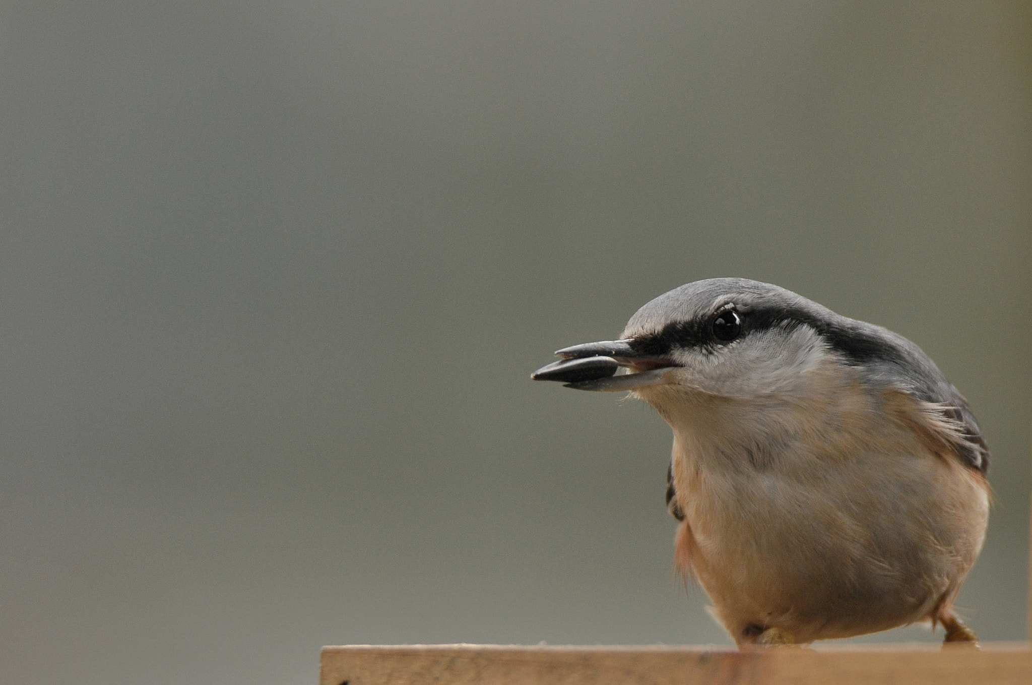 Nikon D300 sample photo. Bukutis (lot. sitta europaea, angl. eurasian nuthatch, vok. kleiber) photography