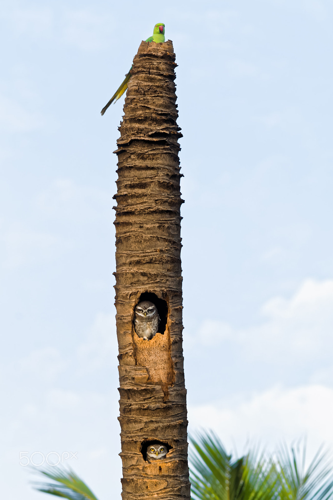 Sigma 150-500mm F5-6.3 DG OS HSM sample photo. Owlets and a parakeet photography
