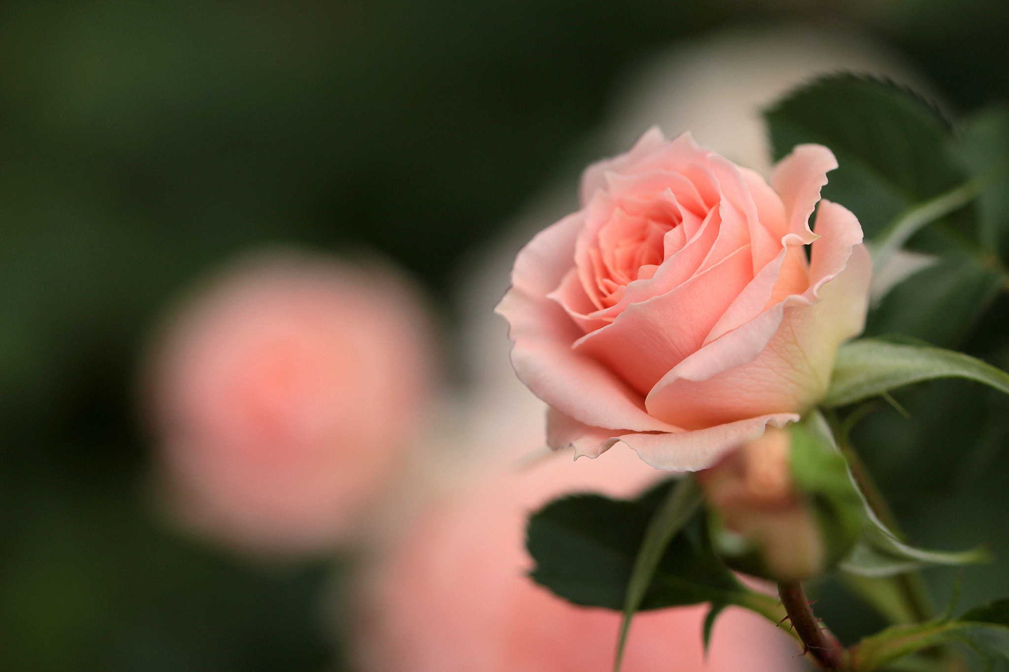 Canon EOS 650D (EOS Rebel T4i / EOS Kiss X6i) sample photo. Pale colors photography
