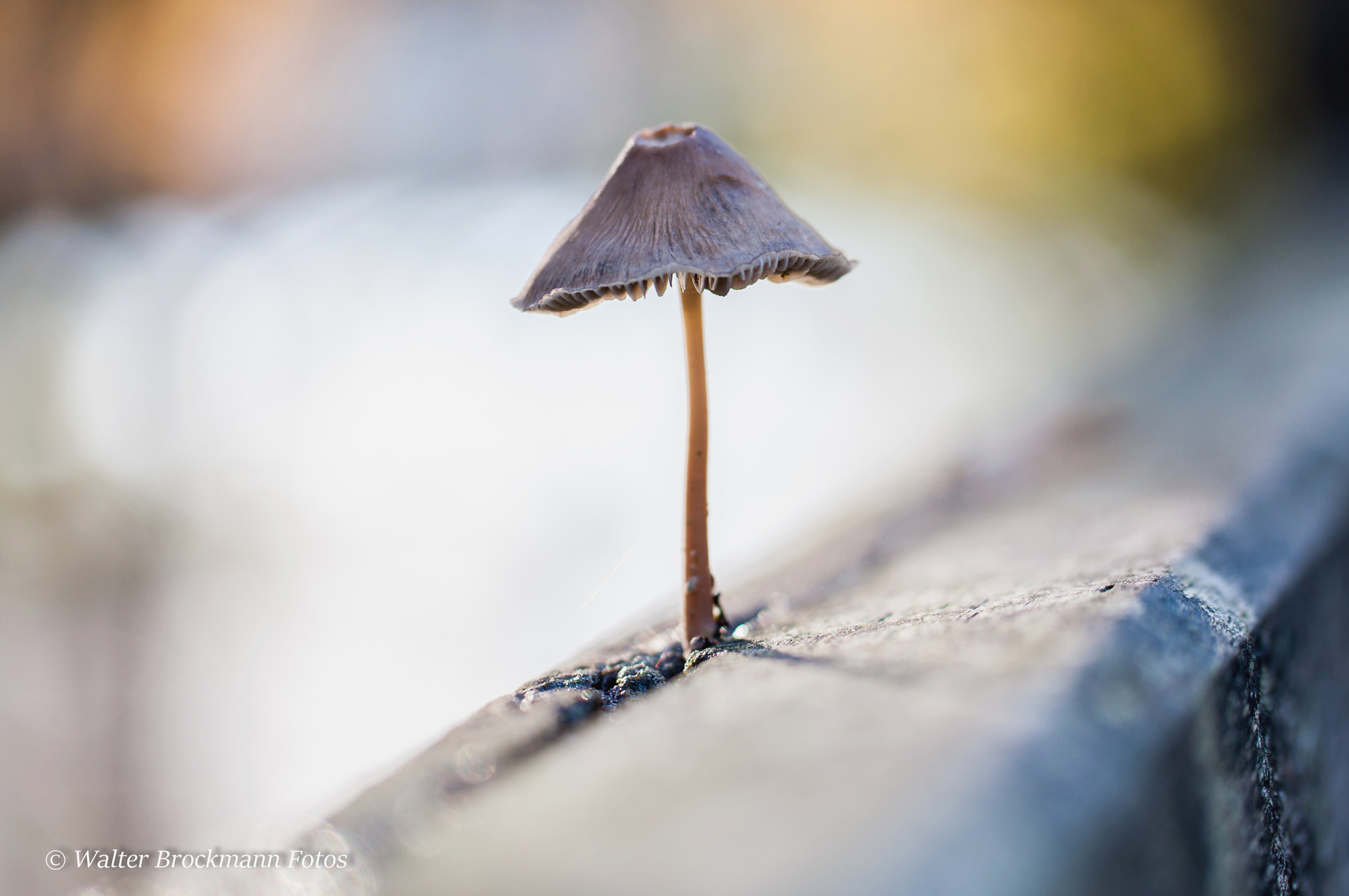 Nikon D5000 sample photo. Pilze photography