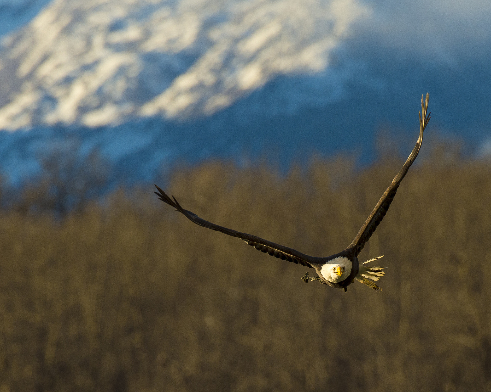 Nikon D4S sample photo. Flying solo photography