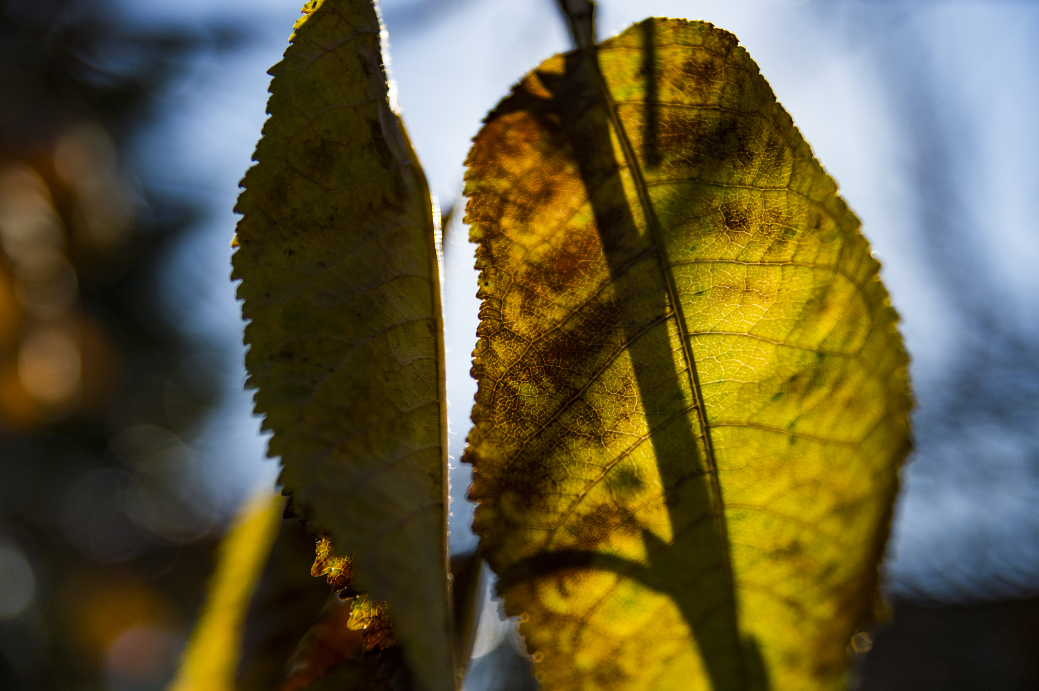 Nikon D3200 sample photo. Autumn leaves photography