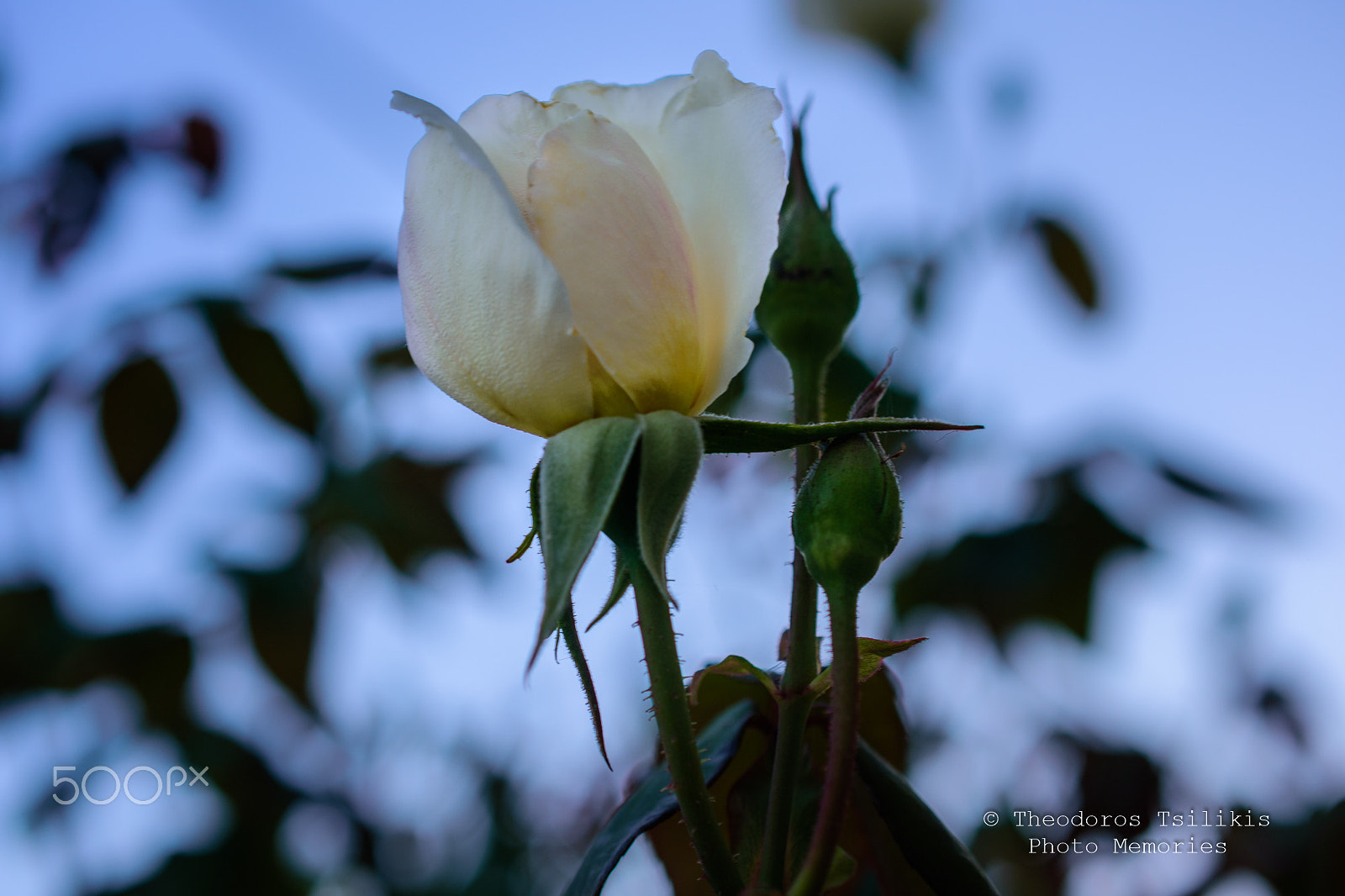 Nikon AF-S DX Micro Nikkor 40mm F2.8 sample photo. Flowers bring smiles photography