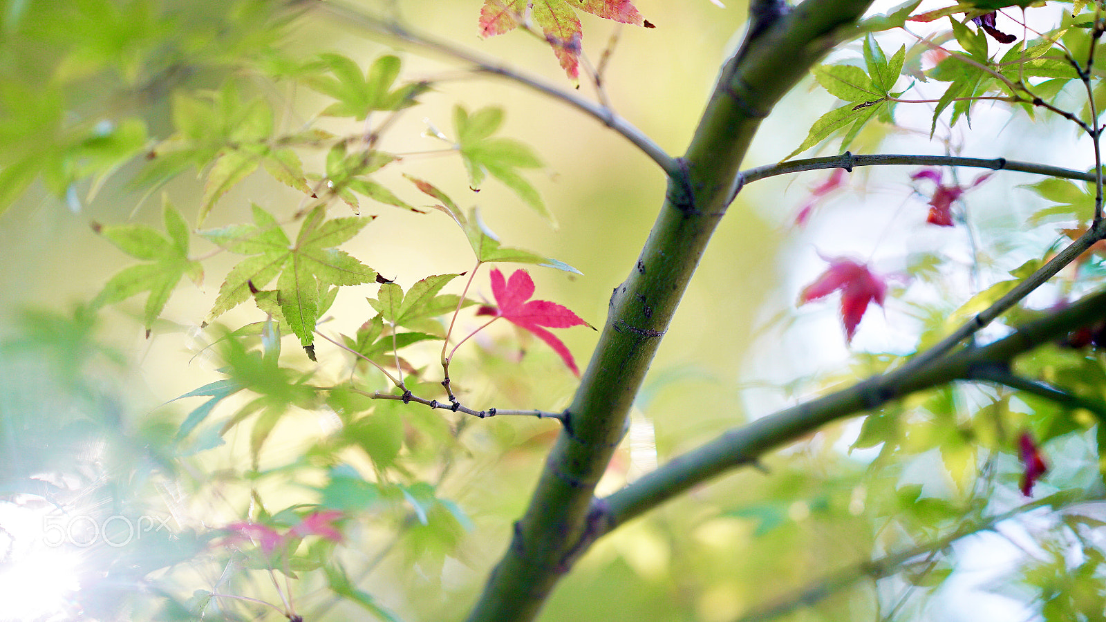Sony a7S II + Sony FE 85mm F1.4 GM sample photo. Praying for time photography