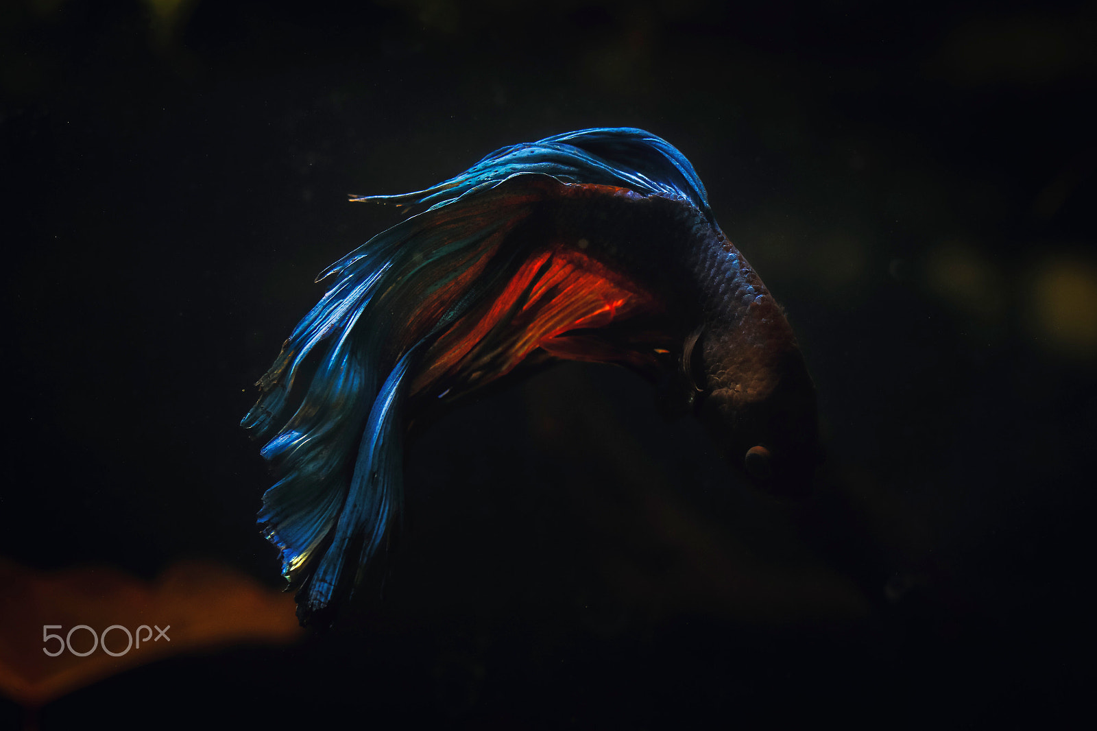 Tamron SP AF 60mm F2 Di II LD IF Macro sample photo. Dragon betta photography