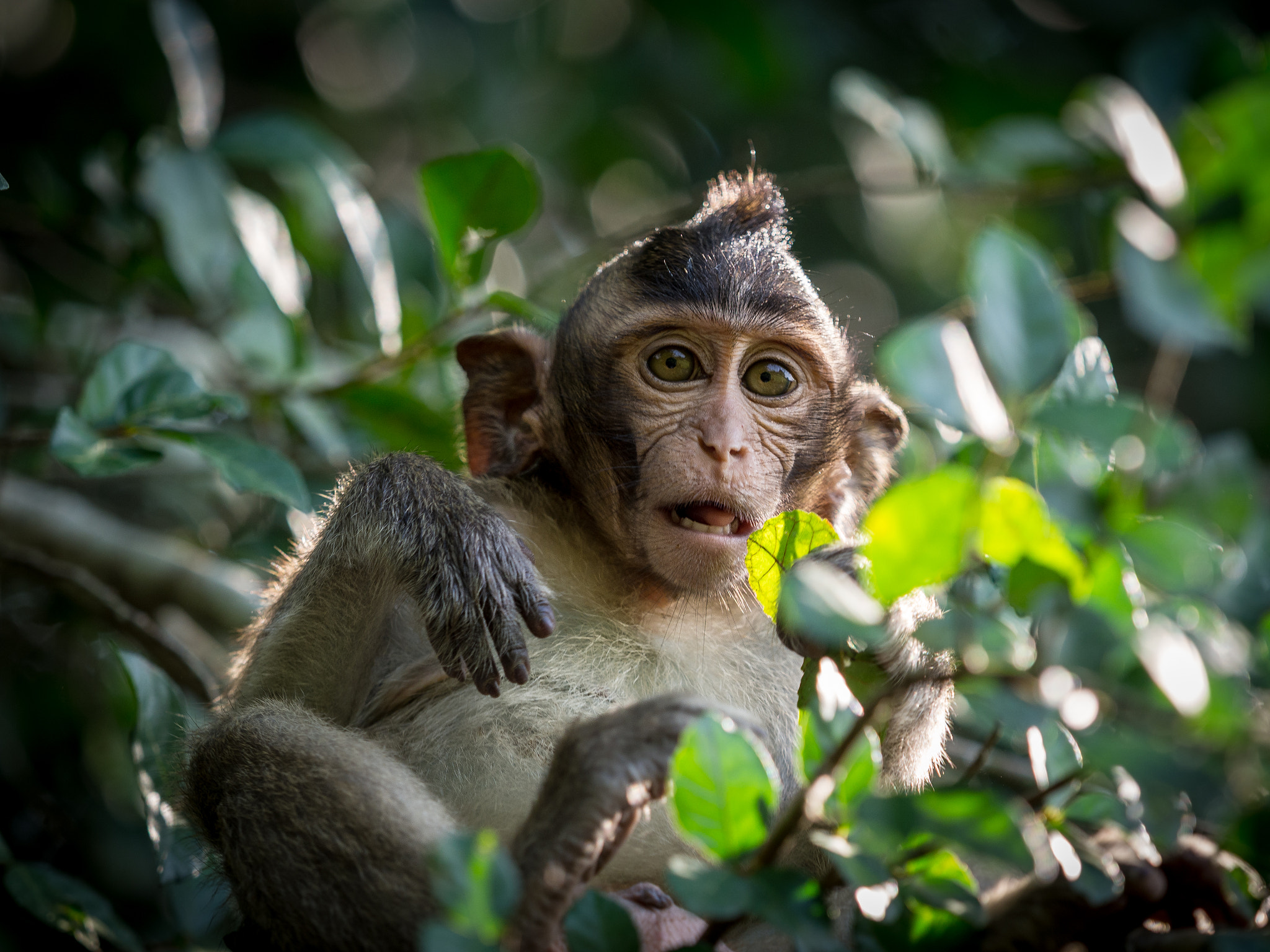 Olympus OM-D E-M10 + Olympus M.Zuiko Digital ED 40-150mm F2.8 Pro sample photo. Monkey at anchor wat/cambodia photography