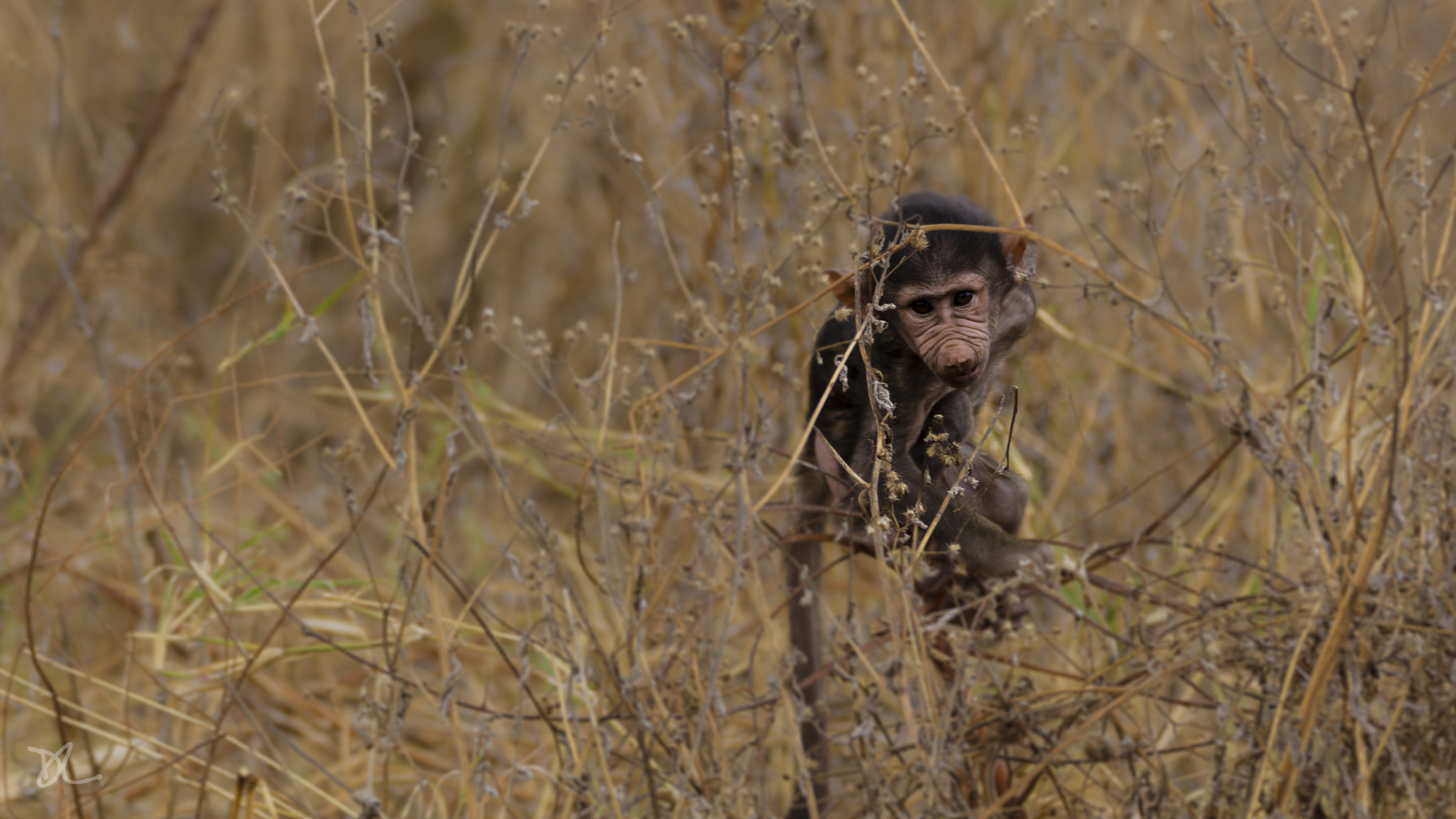 Tamron SP 150-600mm F5-6.3 Di VC USD sample photo. Small baboon lost and sad  in the grass photography