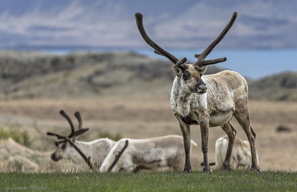 Nikon D600 sample photo. Iceland reindeer photography