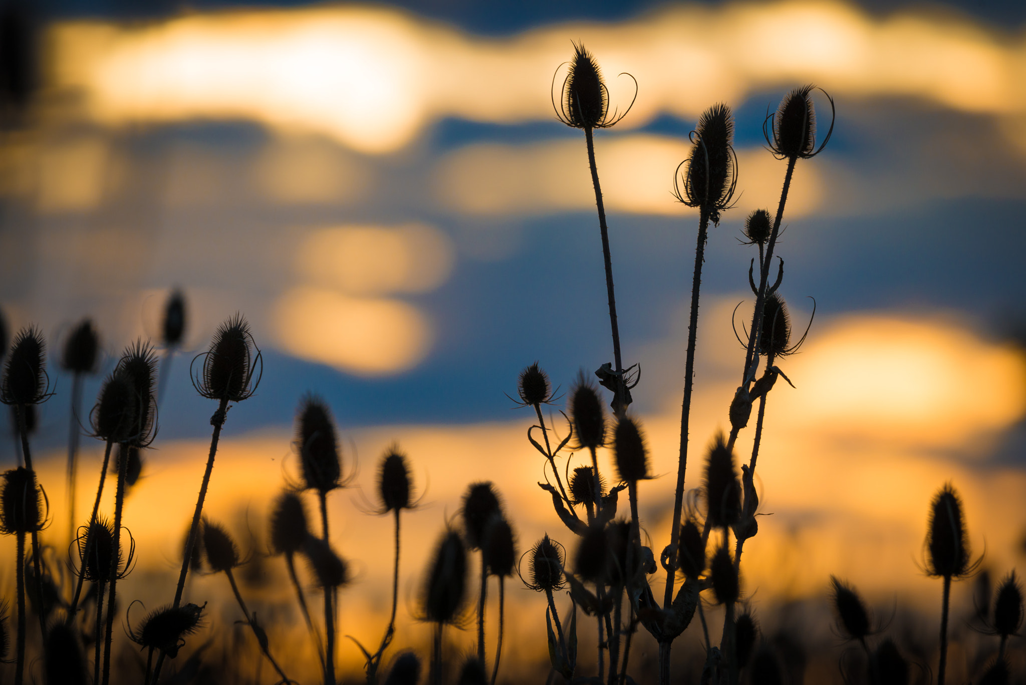 Nikon D800 sample photo. Scratchy sunset photography