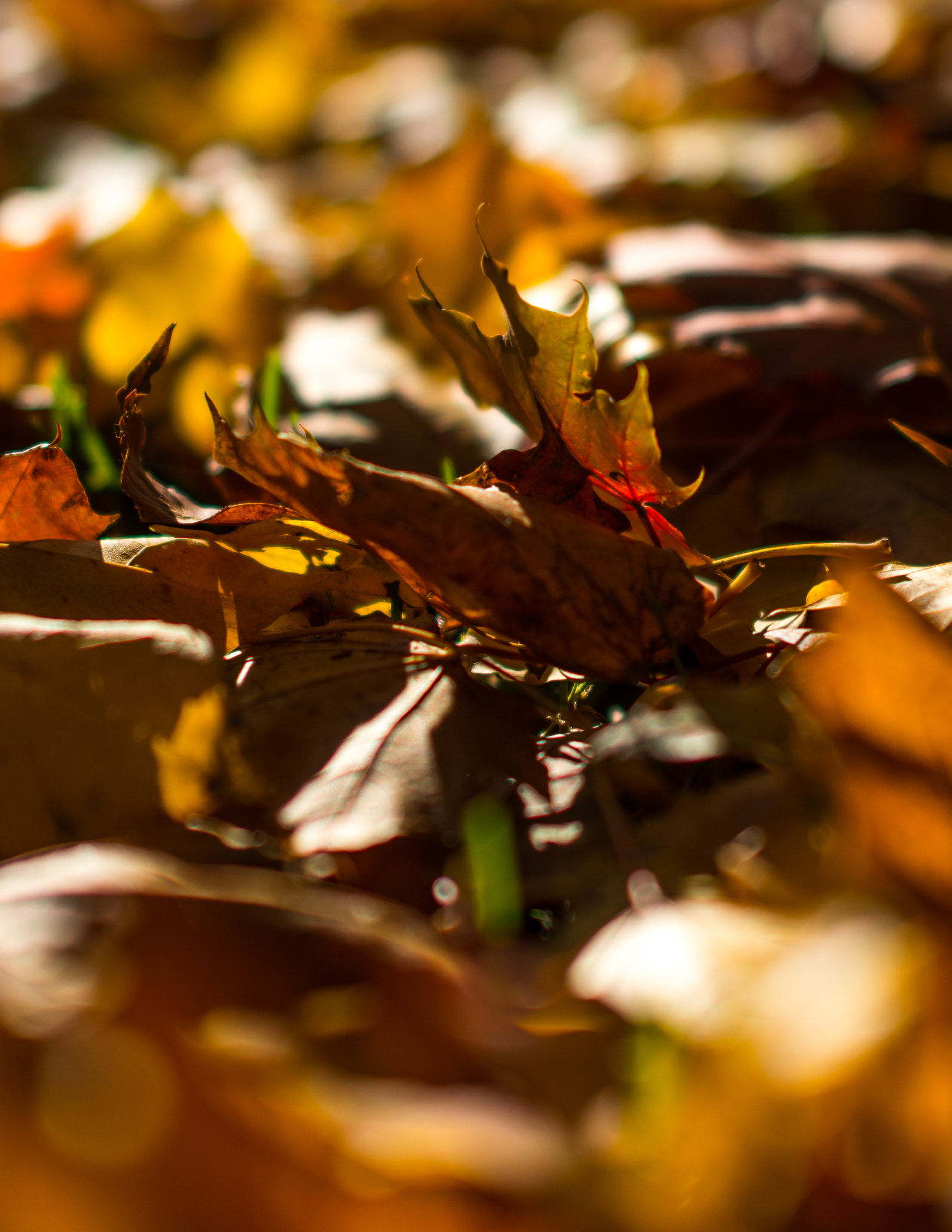 Nikon D7100 + Sigma 50mm F1.4 EX DG HSM sample photo. Leaves photography