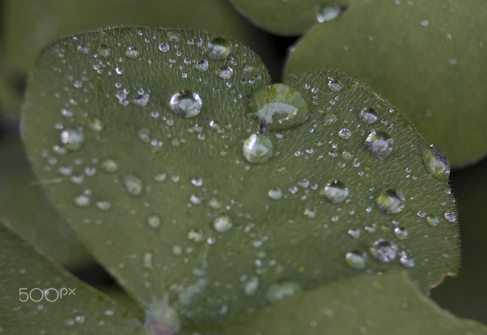 Canon EF 75-300mm F4.0-5.6 IS USM sample photo. Drops photography