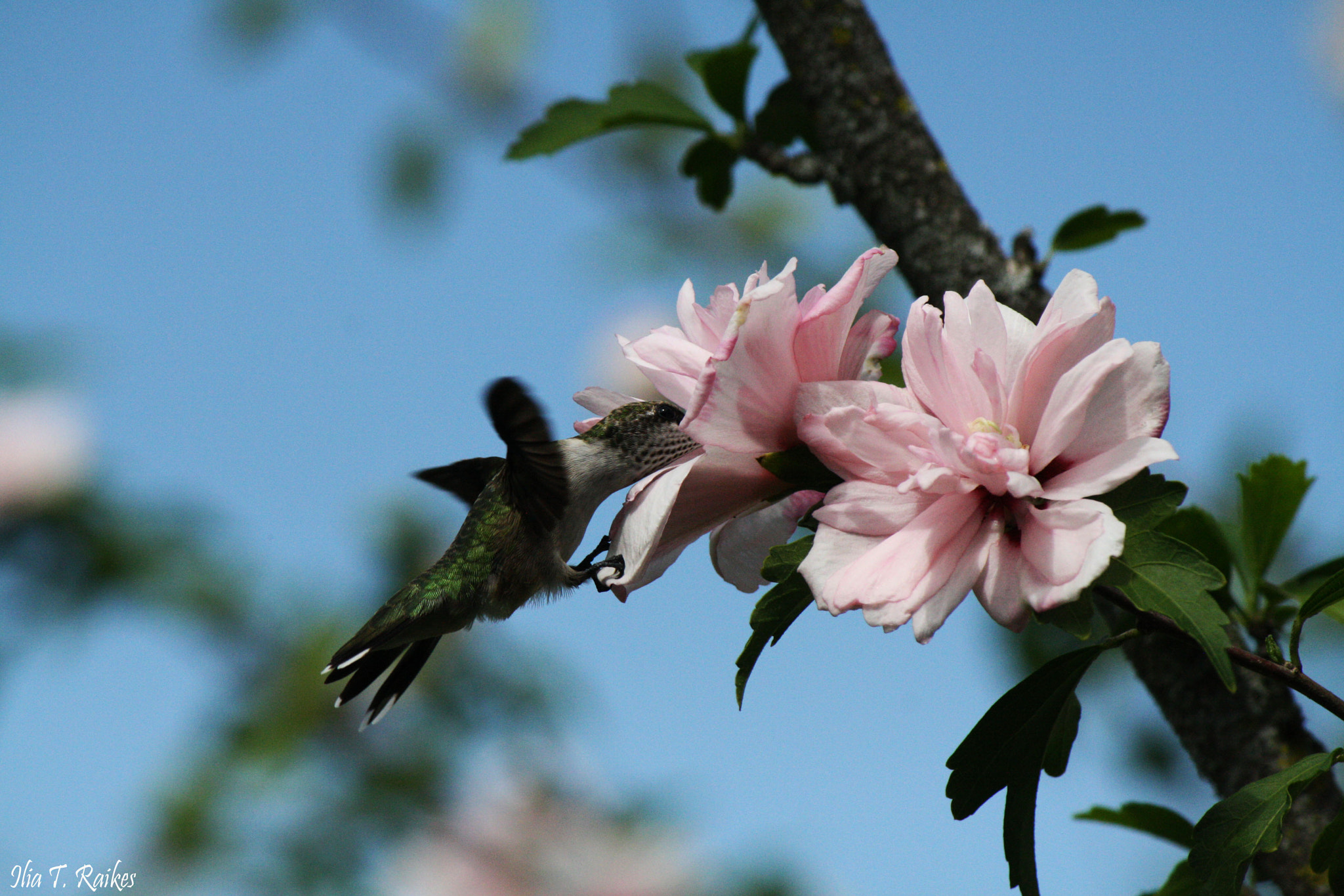 Canon EF-S 55-250mm F4-5.6 IS sample photo. Hummingbird photography