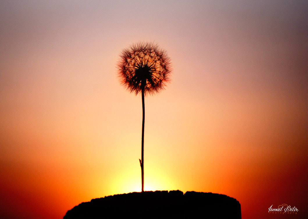 Fujifilm FinePix Z35 sample photo. Taraxacum flower sunset photography