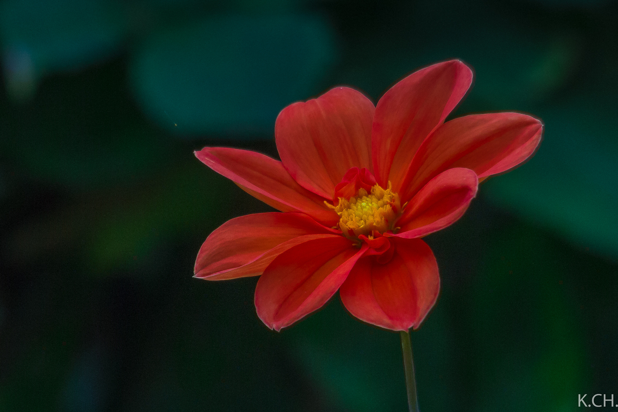 Sigma 150-500mm F5-6.3 DG OS HSM sample photo. Alsterdahlie photography