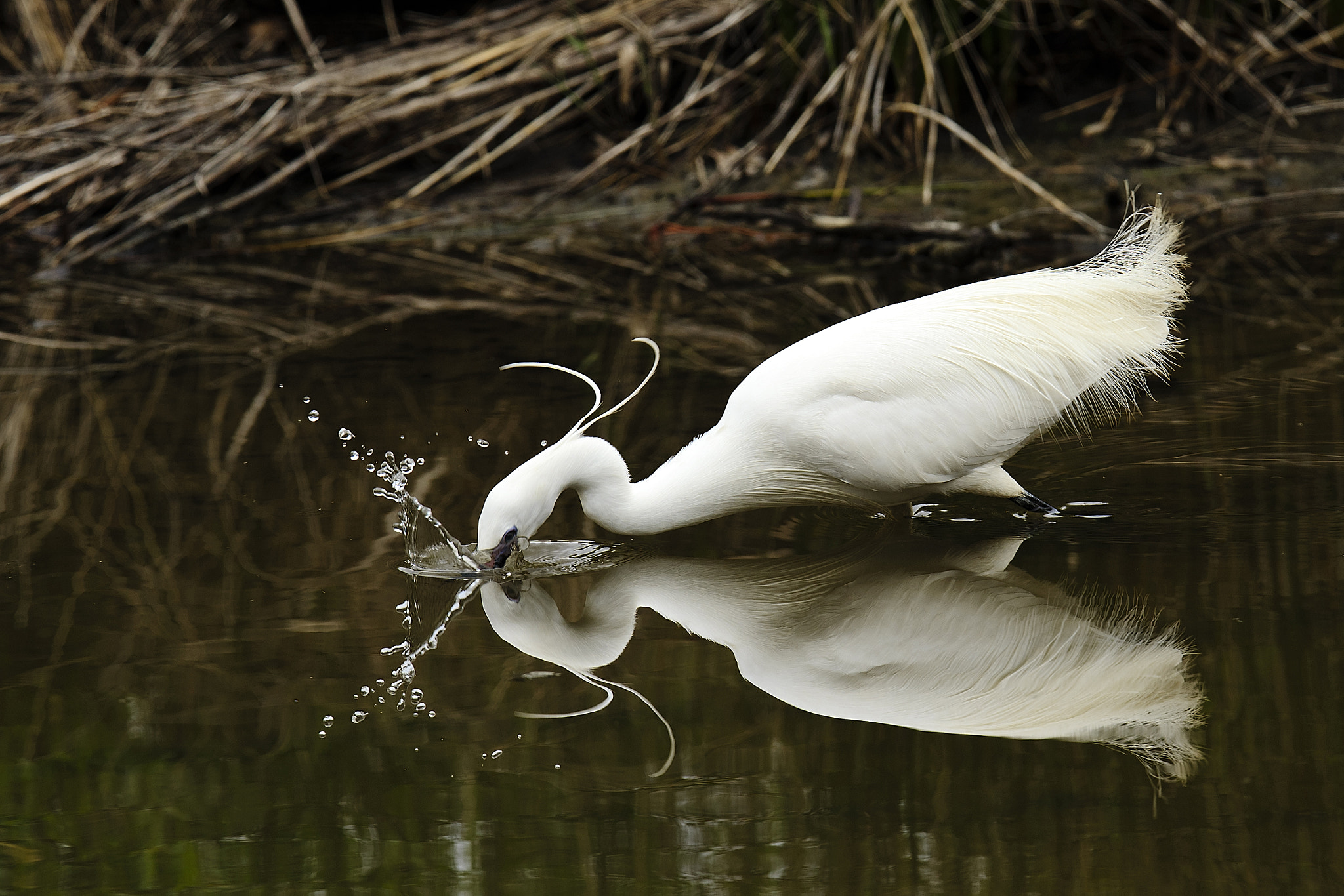 Canon EF 400mm F2.8L IS II USM sample photo. Little egret photography
