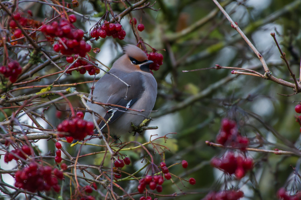 Sigma 50-500mm F4.5-6.3 DG OS HSM sample photo. Bohemian waxwing photography