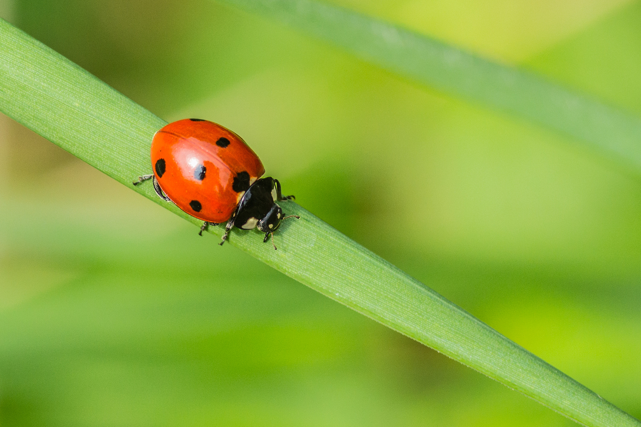 Canon EOS 700D (EOS Rebel T5i / EOS Kiss X7i) + Tamron SP AF 90mm F2.8 Di Macro sample photo. Acrobat photography