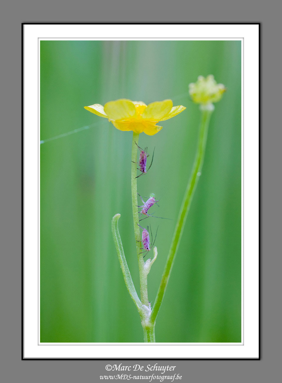 Canon EOS 5D Mark II sample photo. Aphids on buttercup photography
