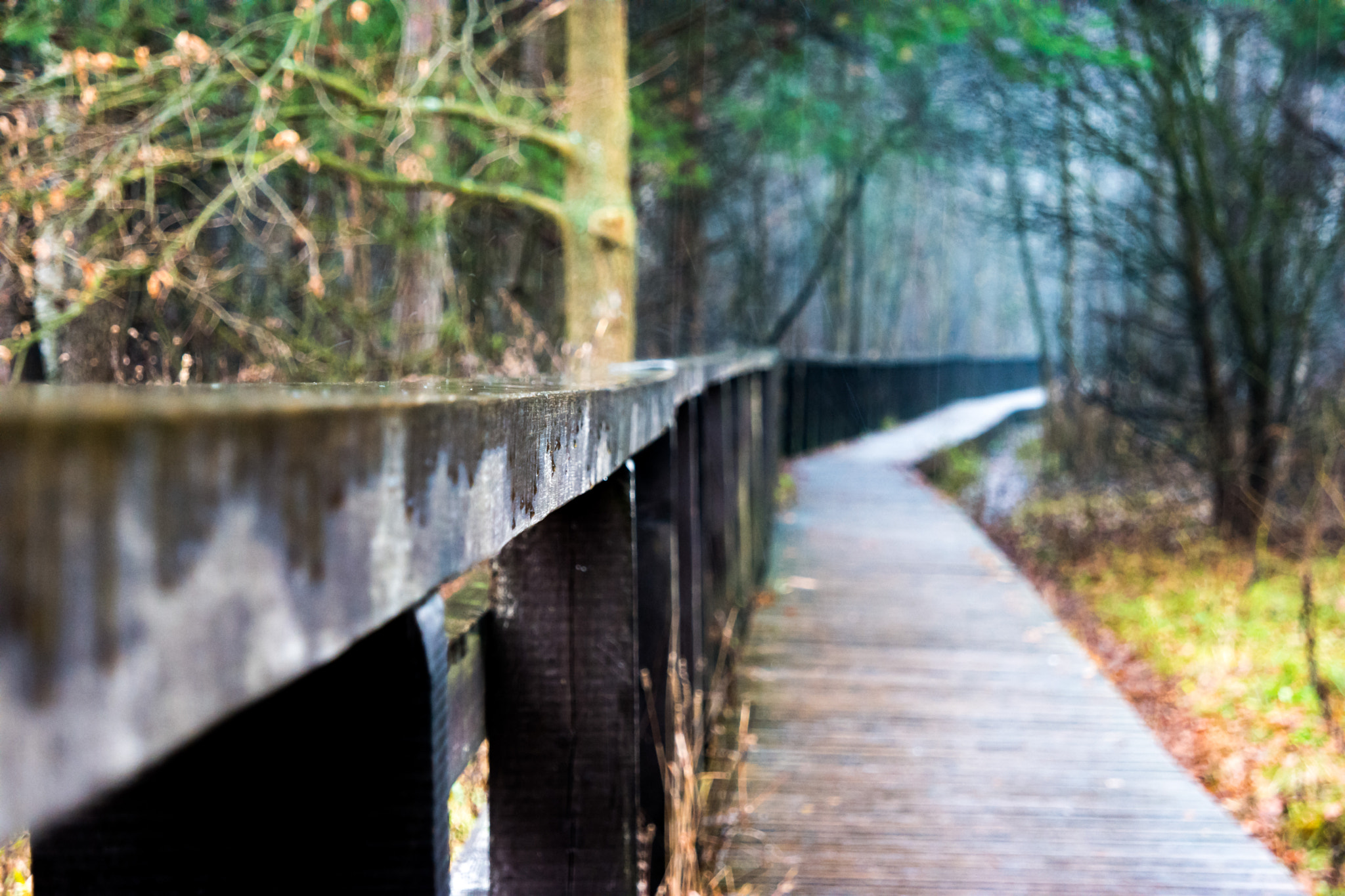 Samsung NX500 sample photo. Enter the forest photography