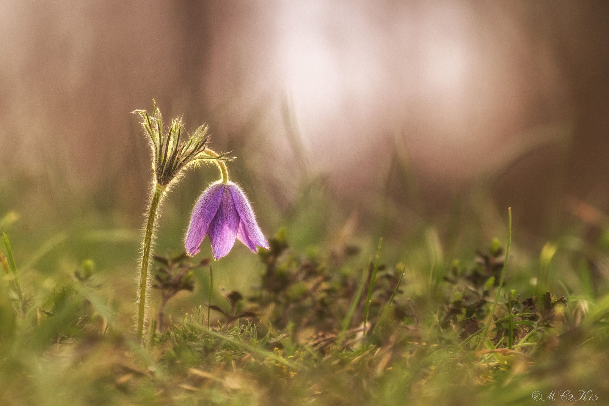 Canon EOS M10 + Canon EF 70-300mm F4-5.6L IS USM sample photo. Pasque flower / kuhschelle photography