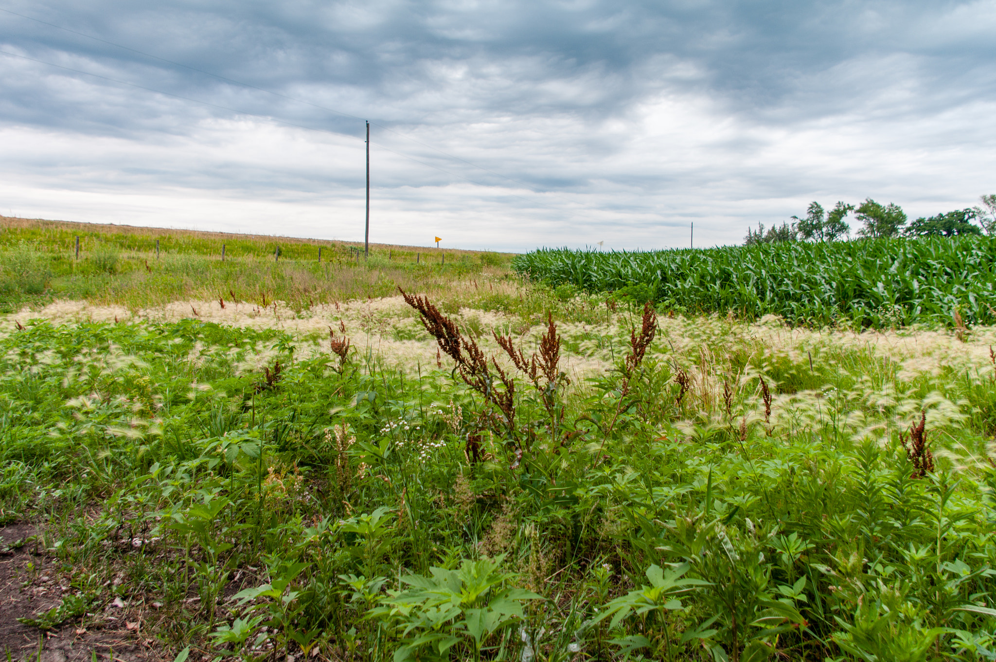 Pentax K-7 sample photo. The overcast meadow photography