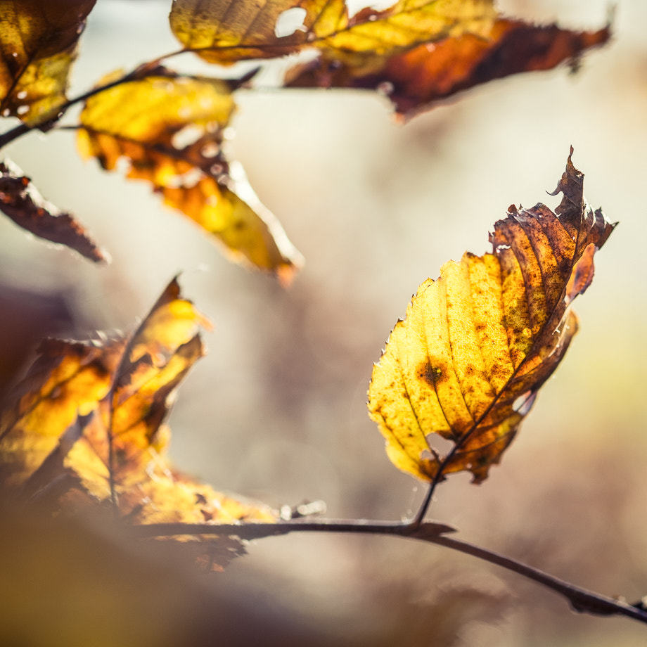 Fujifilm X-Pro1 sample photo. Leaf photography