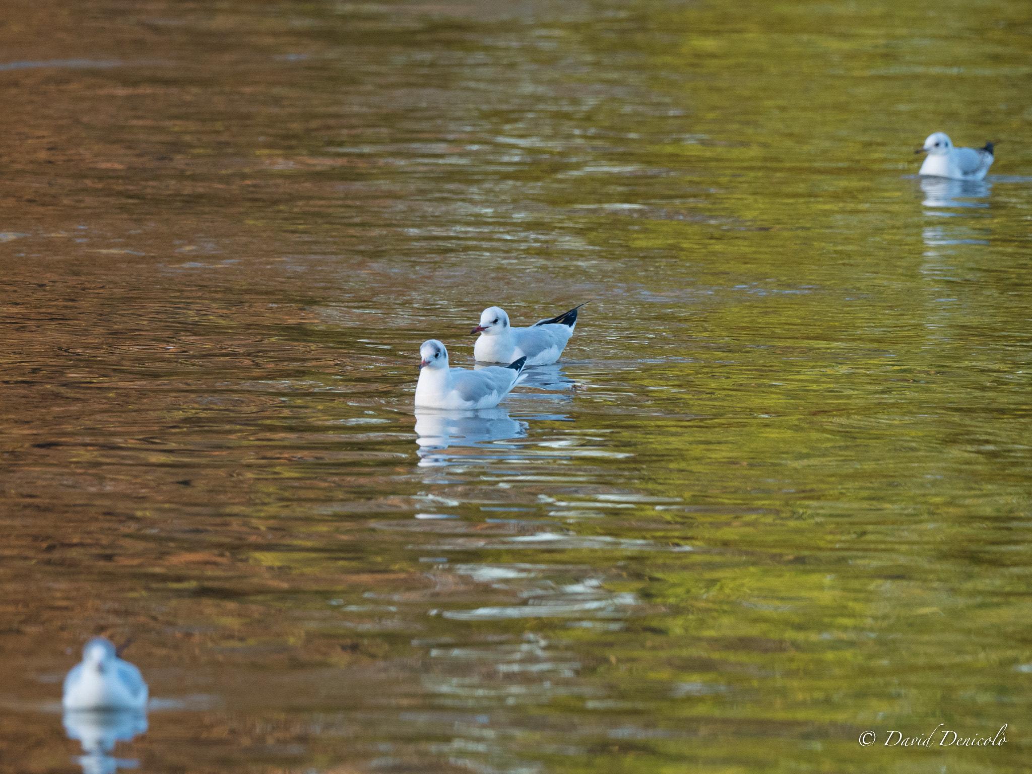 Olympus OM-D E-M5 II sample photo. Keep it calm and seagulls diagonal photography