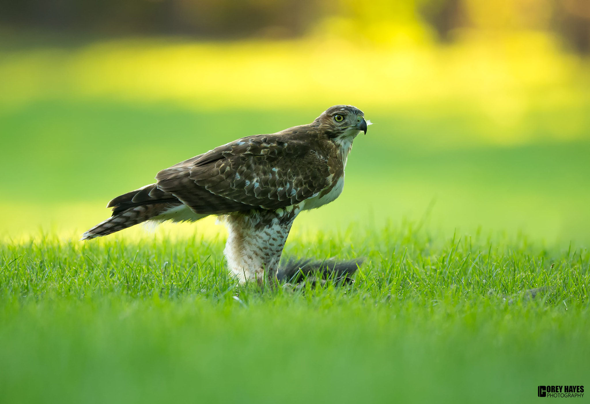 Canon EOS-1D X + Canon EF 500mm F4L IS USM sample photo. Red tailed hawk photography