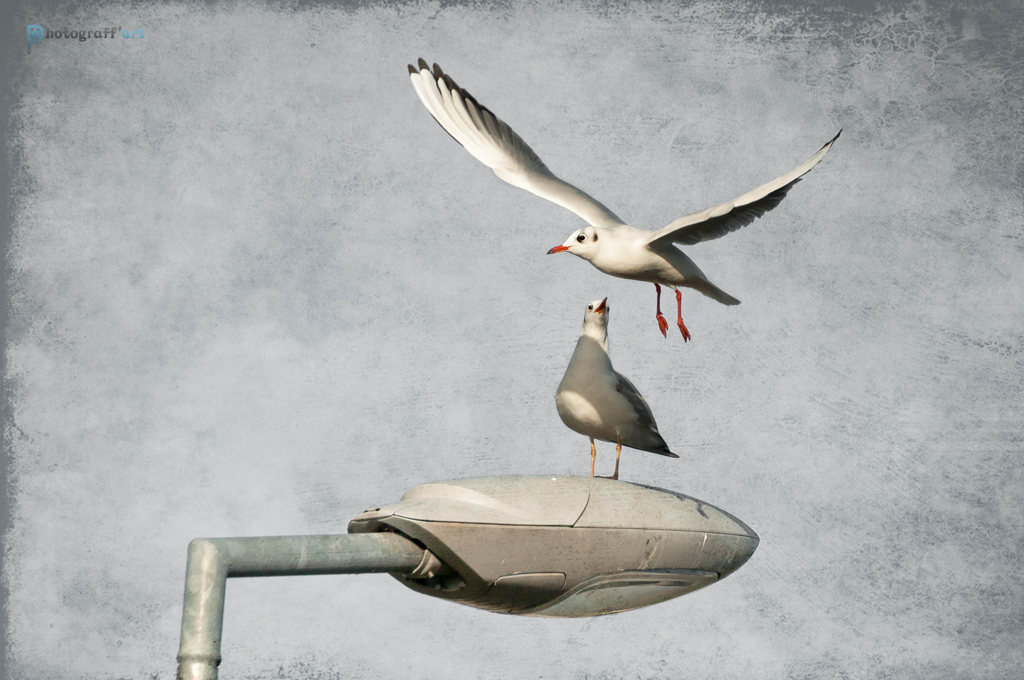 Nikon D5000 sample photo. Mouettes matinales photography