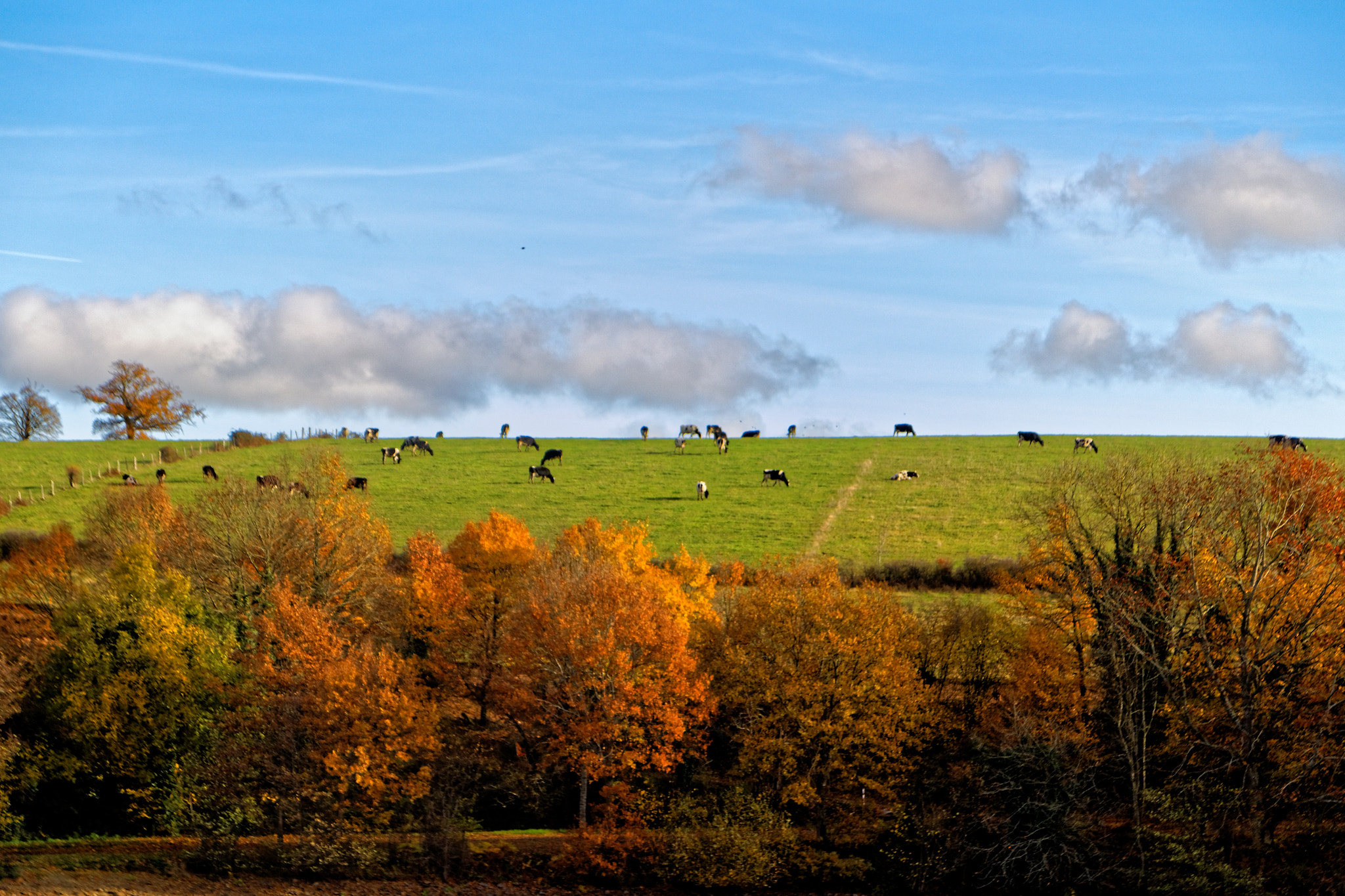 Sigma 17-70mm F2.8-4 DC Macro OS HSM sample photo. Les vaches photography