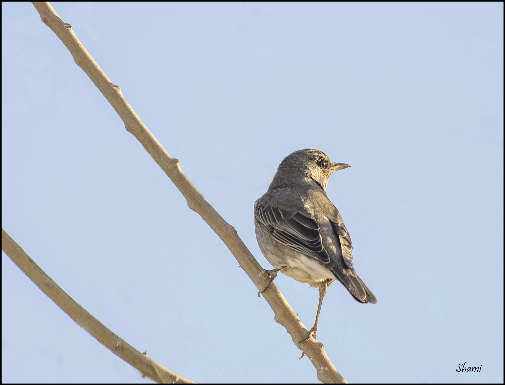 Nikon AF-S Nikkor 300mm F2.8G ED VR II sample photo. Cross light photography