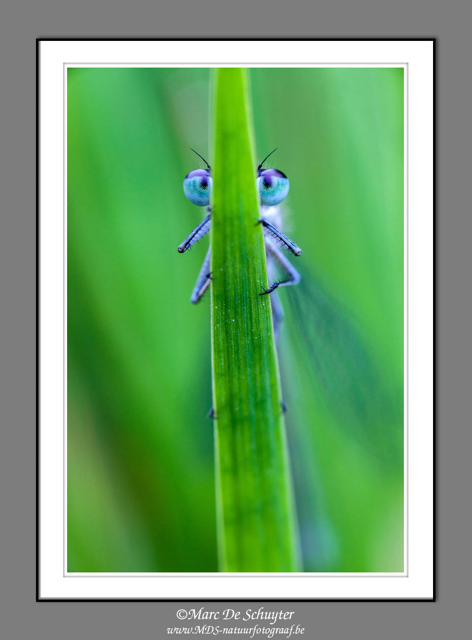Canon TS-E 90mm F2.8 Tilt-Shift sample photo. Blue-tailed damselfly photography
