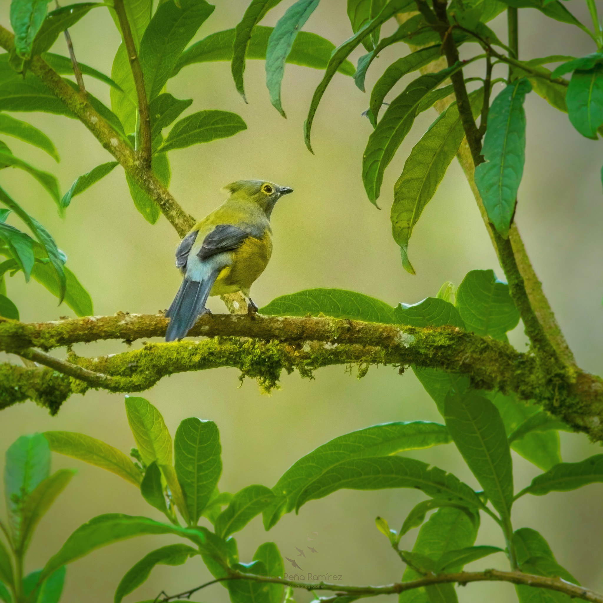 Canon EF 300mm F4L IS USM sample photo. Long tailed silkyflycatcher photography