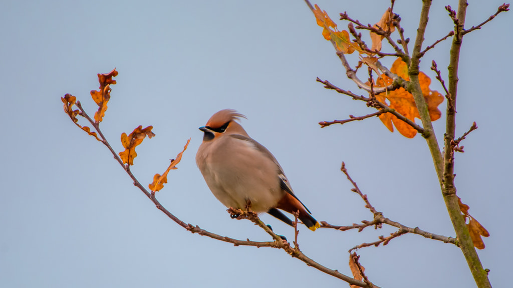 Sigma 50-500mm F4.5-6.3 DG OS HSM sample photo. Bohemian waxwing photography