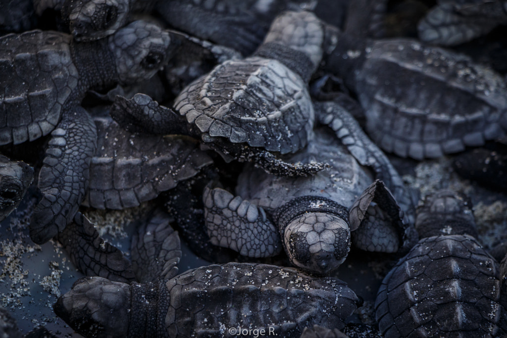 Newborn Turtles! by Jorge Rosas on 500px.com