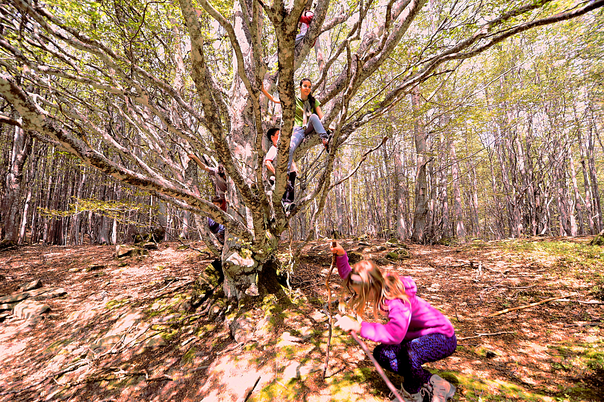 Tokina AT-X Pro 11-16mm F2.8 DX sample photo. Young tribe in the wood photography