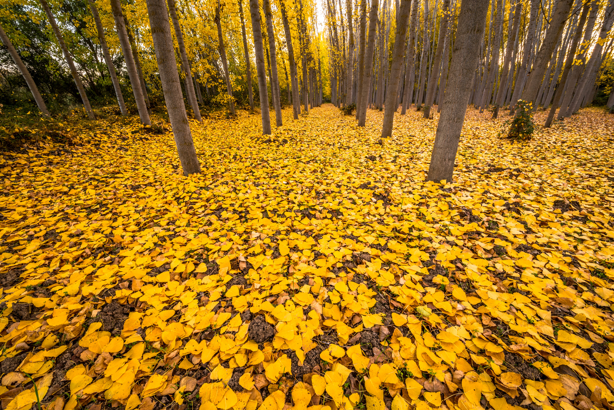 Nikon D750 sample photo. Otoño photography