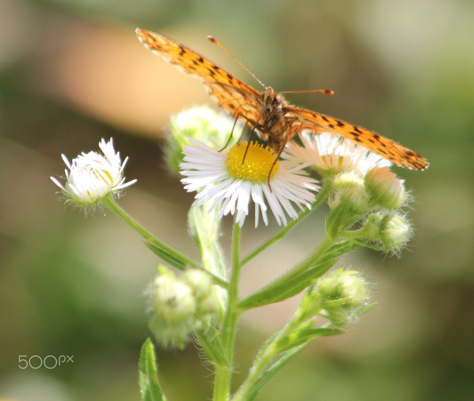 Canon EOS 550D (EOS Rebel T2i / EOS Kiss X4) + EF75-300mm f/4-5.6 sample photo. Butterfly photography