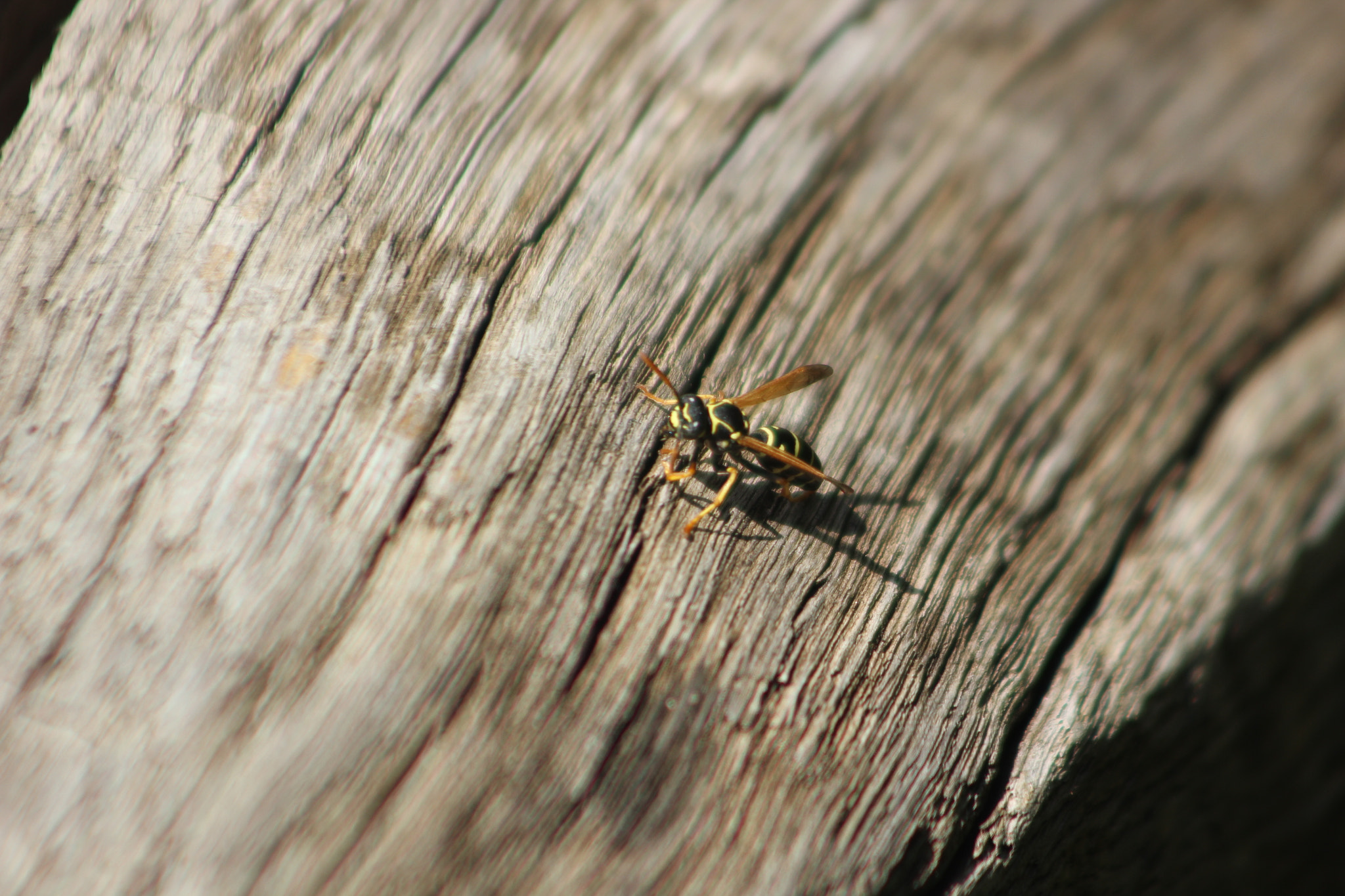 Canon EOS 550D (EOS Rebel T2i / EOS Kiss X4) + EF75-300mm f/4-5.6 sample photo. Wasp photography