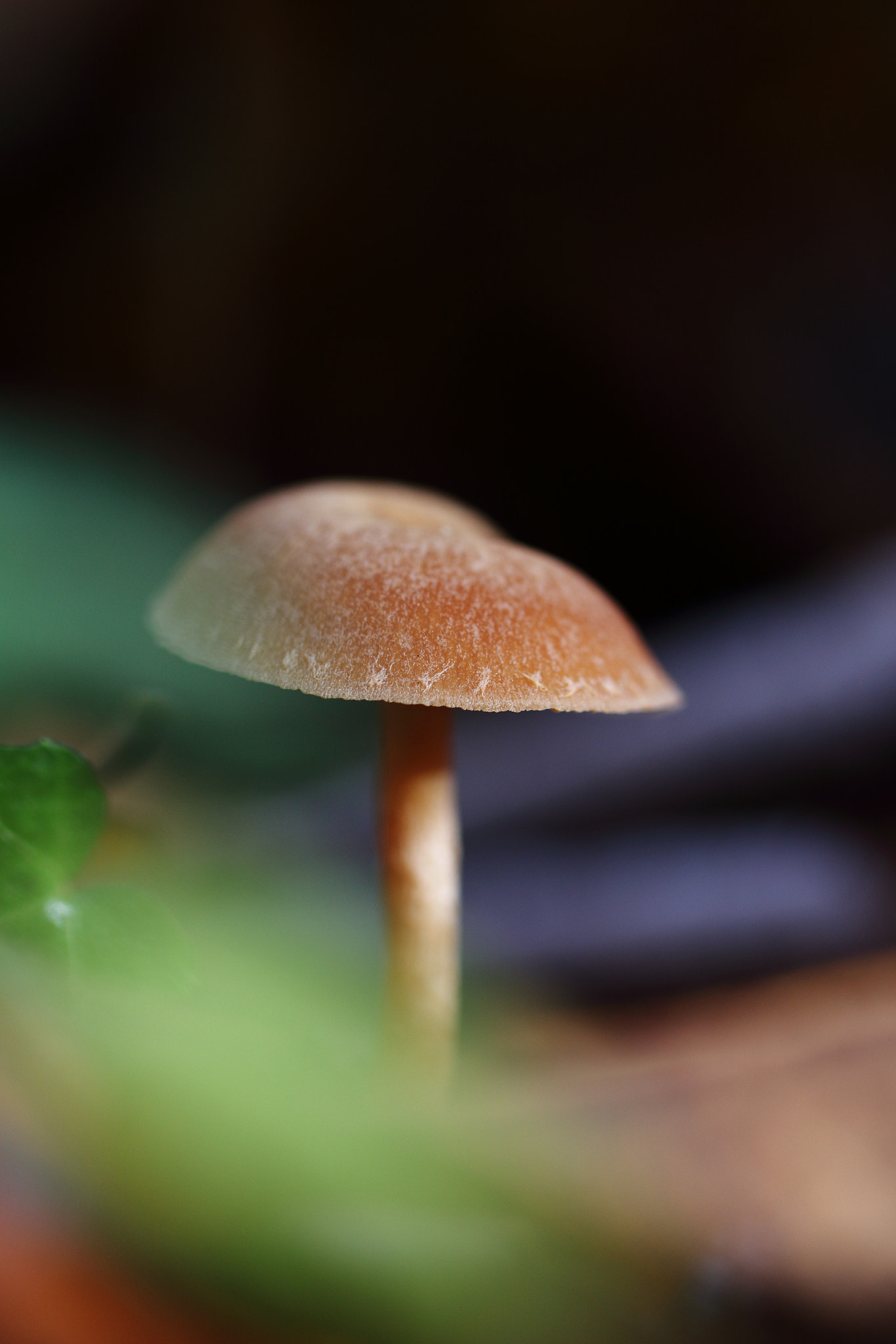 Canon EF 100mm F2.8L Macro IS USM sample photo. Color of autumn photography